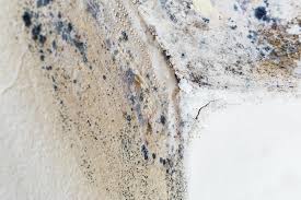 Environmental Consulting for Mold Prevention